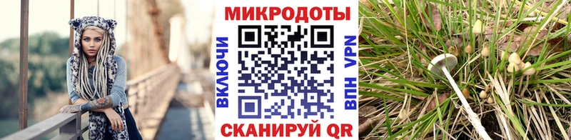 Галлюциногенные грибы мицелий  Новочеркасск 